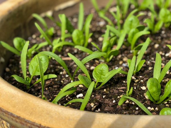 opp transfer spinach seedlings